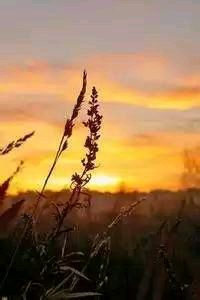 开云体育app下载地址-鲁能主场逆转国安，锁定胜局